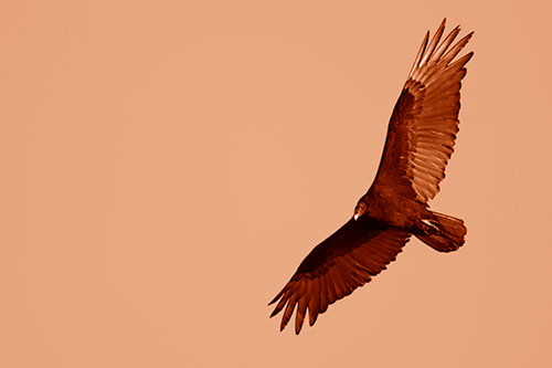 Flying Turkey Vulture Hunts For Food (Orange Shade Photo)
