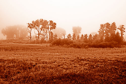 Fog Lingers Beyond Tree Clusters (Orange Shade Photo)