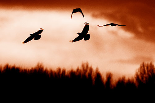 Four Crows Flying Above Trees (Orange Shade Photo)
