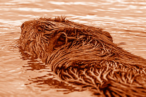 Frightened Beaver Swims Upstream River (Orange Shade Photo)