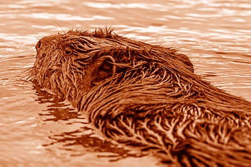 Frightened Beaver Swims Upstream River (Orange Shade)