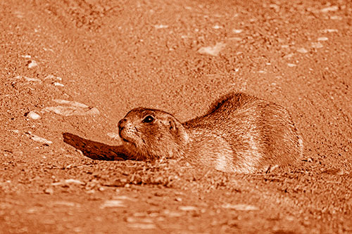 Frightened Russet Ground Squirrel Crouching Atop Dirt Mound (Orange Shade)