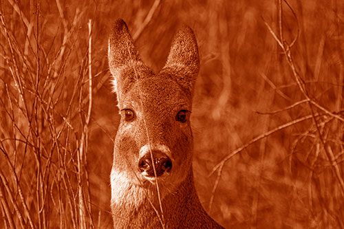 Frightened White Tailed Deer Staring (Orange Shade)