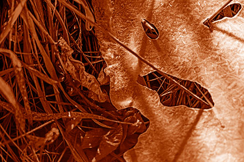 Frozen Protruding Grass Bladed Ice Face (Orange Shade)