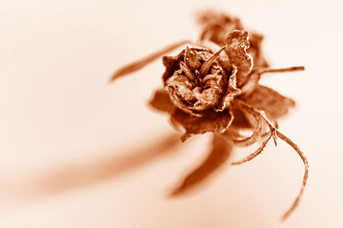 Fuzzy Blossoming Willow Cone Gall Midge (Orange Shade Photo)