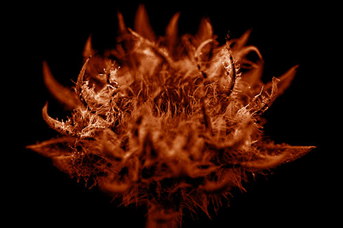 Fuzzy Sunflower Bud Begins Blooming (Orange Shade)