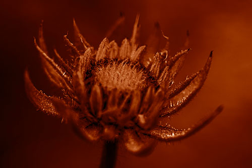 Fuzzy Unfurling Sunflower Bud Blooming (Orange Shade Photo)