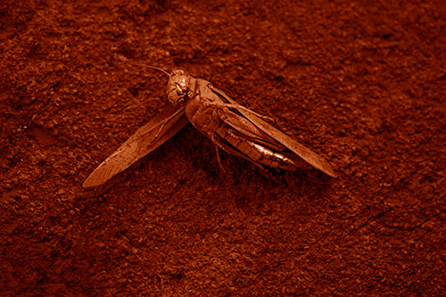 Giant Dead Grasshopper Laid To Rest (Orange Shade Photo)