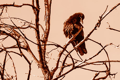 Glaze Eyed Crow Tilting Head Among Dead Tree Branches (Orange Shade)