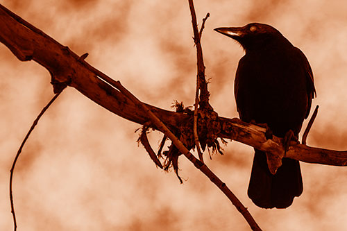 Glazed Eyed Crow Gazing Sideways Along Sloping Tree Branch (Orange Shade Photo)