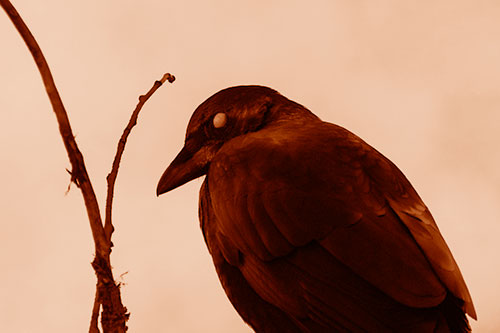 Glazed Eyed Crow Hunched Over Atop Tree Branch (Orange Shade Photo)