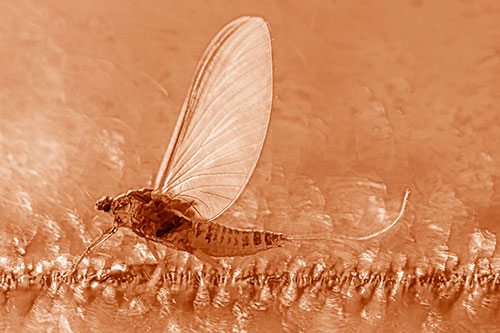 Glistening Mayfly Enjoying Bright Sunlight (Orange Shade)