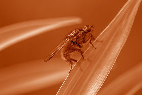 Golden Dung Fly Perched Along Sloping Fescue Grass Blade (Orange Shade)