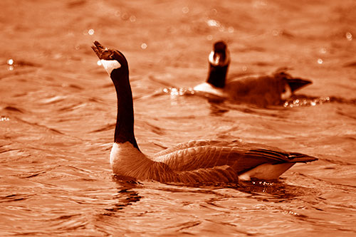 Goose Honking Loudly On Lake Water (Orange Shade Photo)