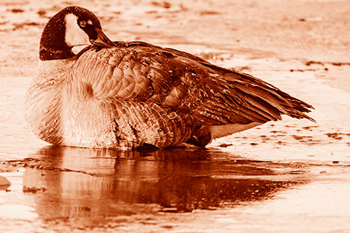 Goose Resting Atop Ice Frozen River (Orange Shade Photo)