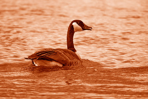 Goose Swimming Down River Water (Orange Shade Photo)