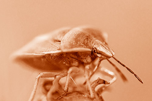 Gorse Shieldbug Standing Atop Gumplant (Orange Shade)
