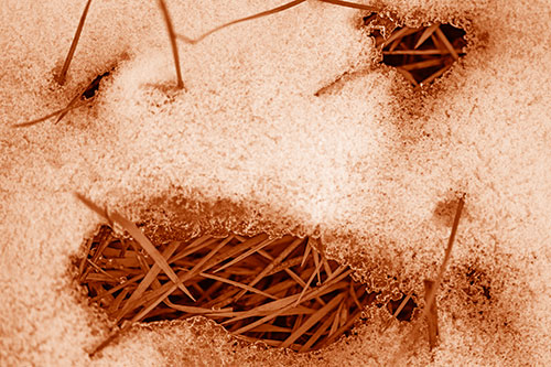 Grass Blade Face Pierces Through Melting Snow (Orange Shade Photo)