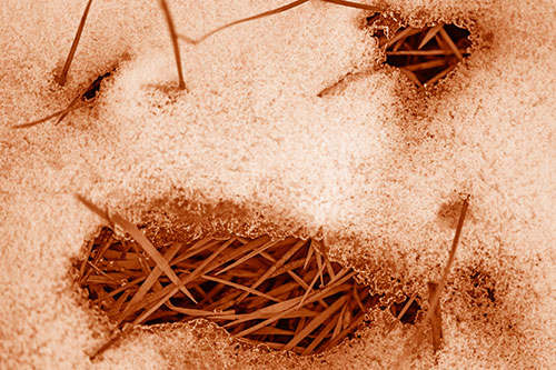 Grass Blade Face Pierces Through Melting Snow (Orange Shade)