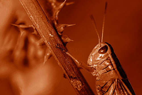 Grasshopper Hangs Onto Weed Stem (Orange Shade Photo)