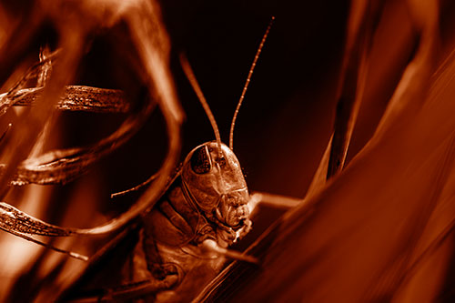 Grasshopper Perched Between Dead And Alive Grass (Orange Shade Photo)