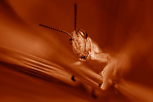 Grasshopper Rides Grass Blades Among Wind (Orange Shade)
