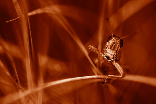 Grasshopper Smiling Among Intersecting Grass Blades (Orange Shade)