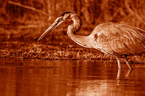 Great Blue Heron Beak Dripping Water (Orange Shade Photo)