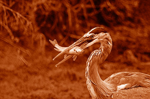 Great Blue Heron Clamps Trout Fish Between Beak (Orange Shade)