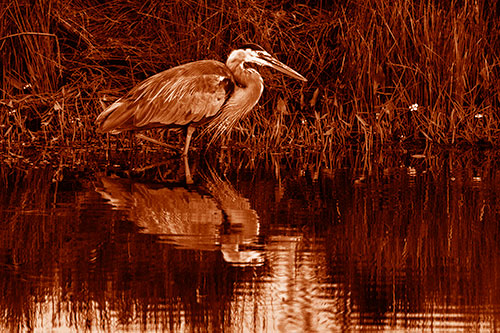 Great Blue Heron Searching Shoreline (Orange Shade)