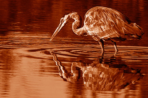 Great Blue Heron Snatches Pond Fish (Orange Shade Photo)