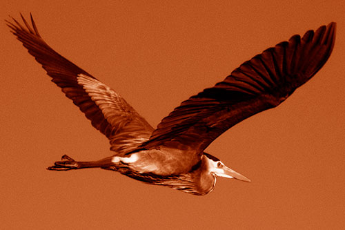 Great Blue Heron Soaring The Sky (Orange Shade Photo)