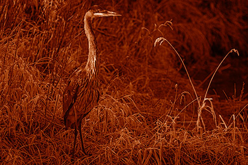 Great Blue Heron Standing Tall Among Feather Reed Grass (Orange Shade Photo)