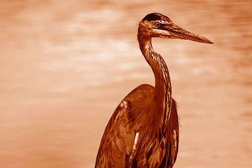 Great Blue Heron Standing Tall Among River Water (Orange Shade)