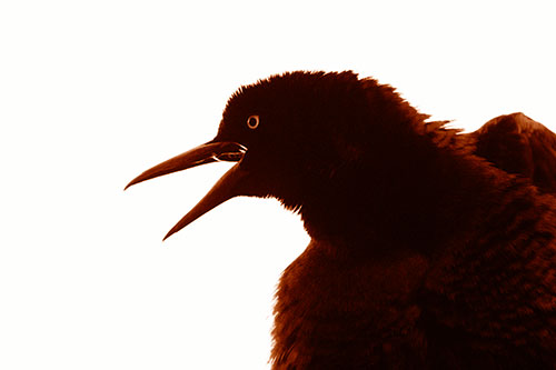 Great Tailed Grackle Croaks Among Sunlight (Orange Shade)