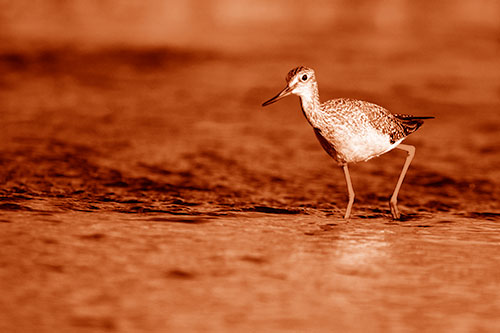Greater Yellowlegs Bird Walking On River Water (Orange Shade Photo)