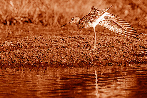 Greater Yellowlegs Stretching Along River Shore (Orange Shade)