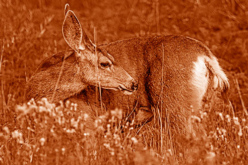 Grooming Mule Deer Bending Backwards Among Vegetation (Orange Shade)