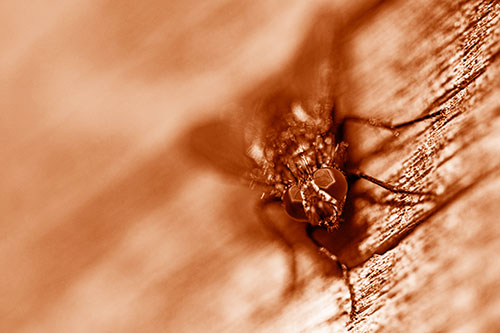 Happy Cluster Fly Enjoys Getting Suntan Among Cracked Wood (Orange Shade)