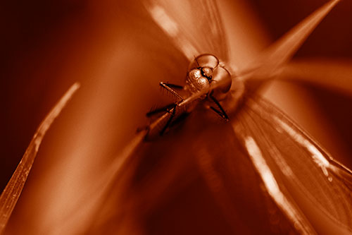 Happy Dragonfly Hugs Grass Blade Edge (Orange Shade Photo)