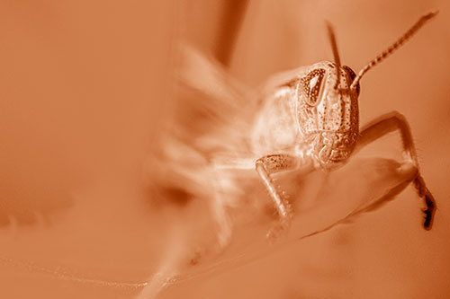 Happy Grasshopper Standing Among Sloping Leaf (Orange Shade)