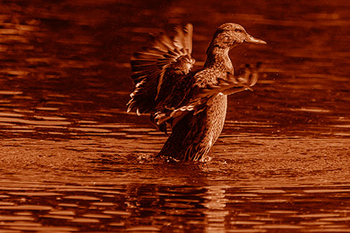 Happy Mallard Duck Flapping Wings Towards Sunshine (Orange Shade)