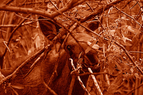Happy Moose Smiling Behind Tree Branches (Orange Shade Photo)