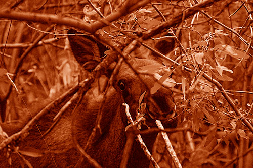 Happy Moose Smiling Behind Tree Branches (Orange Shade)