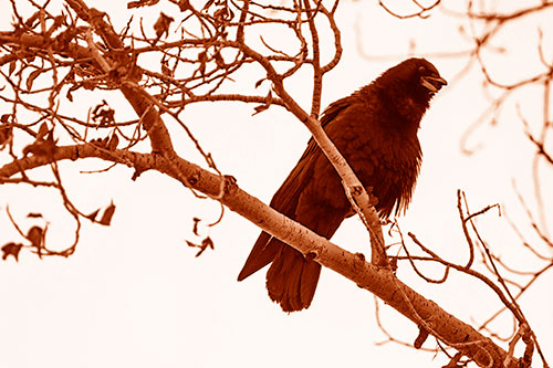 Happy Open Mouthed Crow Cawing (Orange Shade Photo)