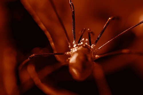 Harvestmen Spider Crawling Among Dead Leaves (Orange Shade Photo)
