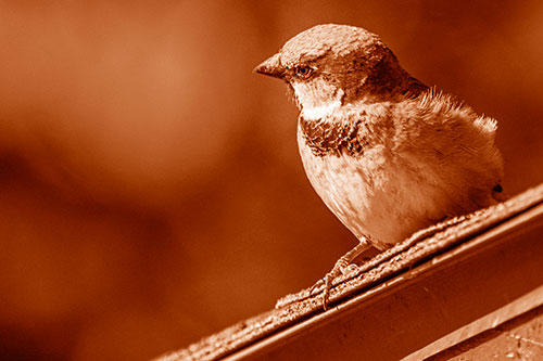 Head Tilting House Sparrow Perched Along Rooftop (Orange Shade)