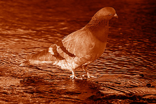 Head Tilting Pigeon Wading Atop River Water (Orange Shade)