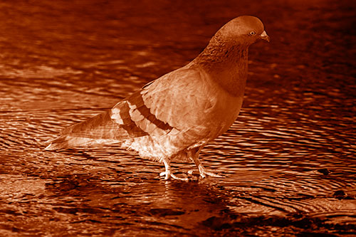 Head Tilting Pigeon Wading Atop River Water (Orange Shade Photo)