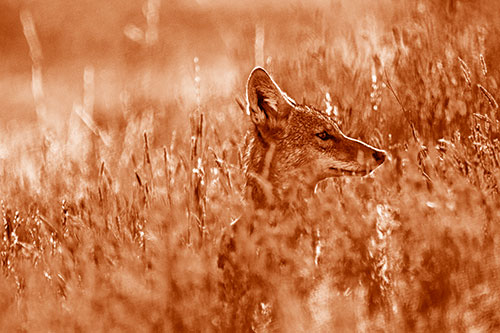 Hidden Coyote Watching Among Feather Reed Grass (Orange Shade Photo)
